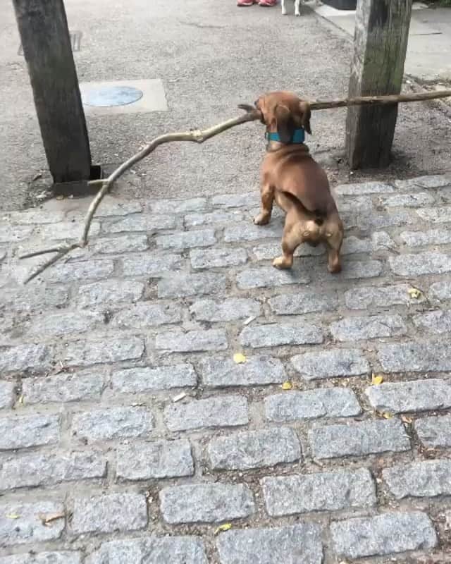 DogsOf Instagramのインスタグラム：「“I’ve got this 💪 “ writes @boscoandhisbigstick  #dogsofinstagram」