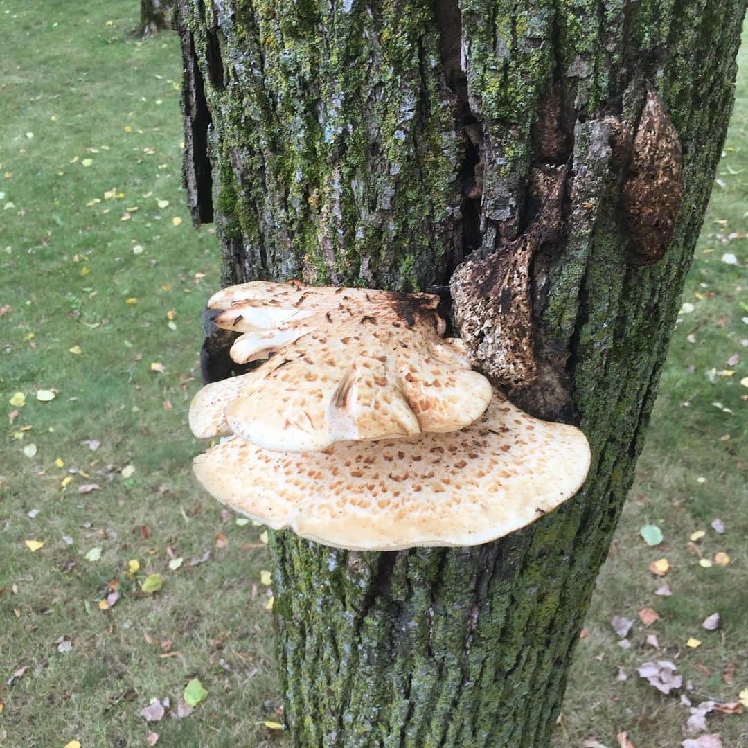 のインスタグラム：「Pretty fly for a fungi」