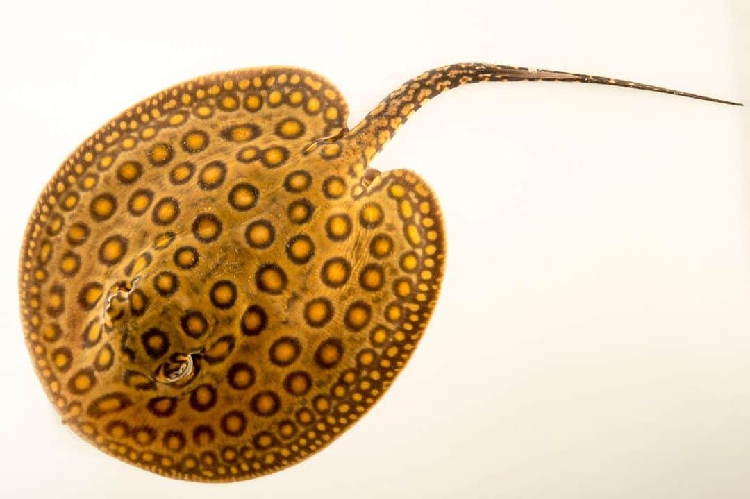 Joel Sartoreさんのインスタグラム写真 - (Joel SartoreInstagram)「​The spots on this ocellate river stingray may attract a lot of attention in an aquarium, but they actually help this species to blend in perfectly with the sun-dappled sandy bottoms of rivers and streams in South America. Their eyes, positioned on the top of their head, give these rays a 360° field of vision, allowing them to keep an eye on their surroundings while remaining safely buried in the sand. They also have a well developed sense of smell, and electrical sensors around their mouth that can detect the natural electrical charges emitted by potential prey and predators. Photo taken @piscilagocol with a @nikonusa D4. #stingray ​#freshwater #camouflage #SouthAmerica #PhotoArk」9月12日 21時39分 - joelsartore