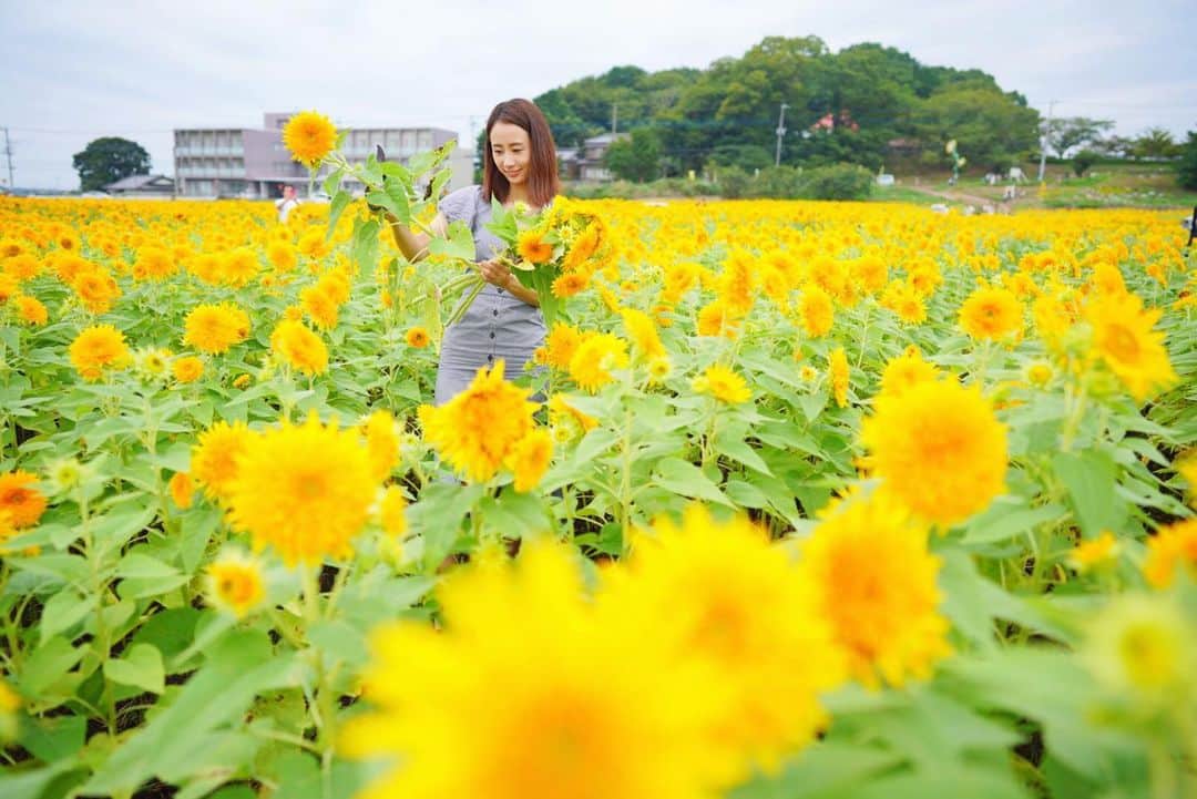 筒井萌子のインスタグラム：「* 大好きなヒマワリ🌻持って帰る用に狩ってる所◡̈♥︎ 五本で300円。一本の茎に沢山ヒマワリついてても1カウント💕 ・ #筒井萌子 #女優 #actress #モデル #model #岡山  #shooting #instagood #instalike #converse #撮影 #followme #instalike #ゴルフ #ゴルフ女子 #ゴルフコーデ #골프 #좋아요반사 #좋아요그램 #좋아요환영 #데일리그램 #패션 #오오티디 #카페 #ジップライン #サンシャインシティ #池袋」