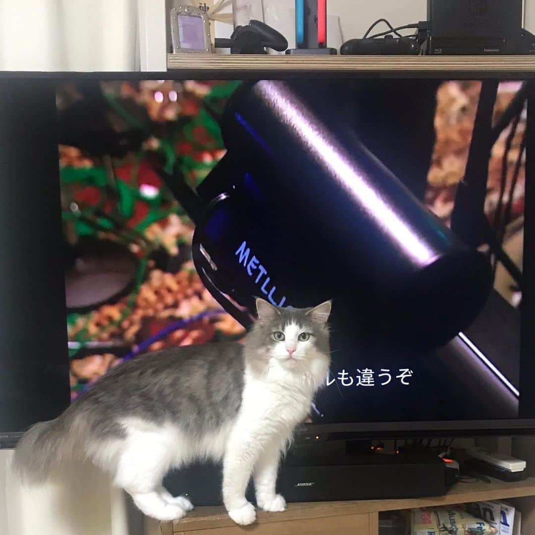 三好春奈のインスタグラム：「字幕邪魔し太郎 #cat #銀次 #猫 #METALLICA」