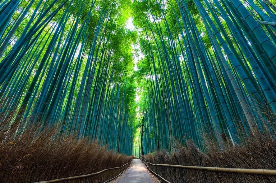 MagicalTripさんのインスタグラム写真 - (MagicalTripInstagram)「NEW TOUR RELEASED😁 “Kyoto Arashiyama Insider Tour” * (1) What is Arashiyama? Arashiyama is one of the most popular destinations in Kyoto for the bamboo forest and beautiful village and temples around. * (2) Let’s visit Arashiyama in this autumn together! Especially, autumn is the best season to visit Arashiyama. Why? You will definitely love how the leaves change color into red, orange, yellow. It is just so beautiful. * (3) Comments from Nanako, who created this tour. “Hi I’m Nanako. I was born and raised in Kyoto so I’m a 100% Kyoto’s local. I created this tour because I felt it was such a pity that most of travelers only see the famous “Kyoto bamboo forest” around Arashiyama. Let me say, Arashiyama offers many more things to do other than the bamboo forest! Our Kyoto’s local team will make sure that you are going to experience something that you couldn’t do on your own if you join this tour. We also prepare a delicious, traditional Kyoto style lunch. We are excited to see you soon😆 ”  #magicaltrip #magicaltripcom #walkwithlocals #arashiyama #arashiyamabambooforest #arashiyamakyoto #arashiyamabamboogrove #arashiyamabamboo #kyoto #kyototrip #kyototravel #kyotojapan #kyotofood #kyotostyle #kyototemple #kyotolunch #kyotogram #kyotogarden #instakyoto #togetsukyo #togetsukyobridge #tenryuji #tenryujitemple #tenryujigarden #japantravel #japantrip #japanbeauty #japannature #soba #rugbyworldcup2019」9月12日 13時06分 - magicaltripcom