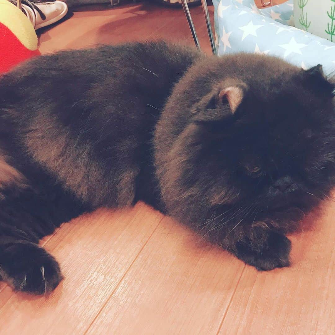 雪乃しほりさんのインスタグラム写真 - (雪乃しほりInstagram)「初めて猫カフェ行ったよ〜🐈🐈🐈 子猫はたくさん遊んでくれる♡︎ᵎᵎᵎ  #猫カフェ  #猫」9月12日 13時19分 - yukino_shihori