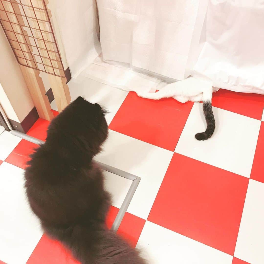 雪乃しほりさんのインスタグラム写真 - (雪乃しほりInstagram)「初めて猫カフェ行ったよ〜🐈🐈🐈 子猫はたくさん遊んでくれる♡︎ᵎᵎᵎ  #猫カフェ  #猫」9月12日 13時19分 - yukino_shihori