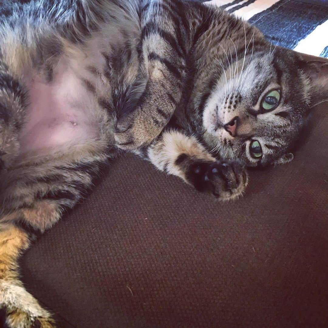 小嶋晶子さんのインスタグラム写真 - (小嶋晶子Instagram)「I'm just chilling out at home.🐈🐾💤 #cat #cats #browntabby #catsofinstagram #catstagram #neko #nekostagram #ねこ #ねこ部 #ねこすたぐらむ #きじとら #きじとらねこ #きじとら女子 #きじとら部 #ネコ #ネコ部  #キジトラ #キジトラネコ #キジトラ部 #かぎしっぽ #かぎしっぽ猫部 #カギしっぽ #カギしっぽ猫 #お腹ハゲてる」9月12日 13時40分 - kojimamajiko