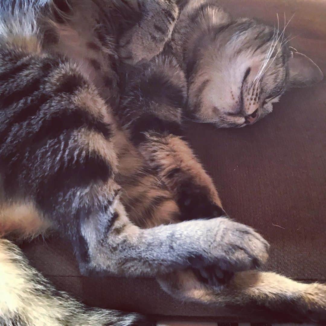小嶋晶子のインスタグラム：「I'm just chilling out at home.🐈🐾💤 #cat #cats #browntabby #catsofinstagram #catstagram #neko #nekostagram #ねこ #ねこ部 #ねこすたぐらむ #きじとら #きじとらねこ #きじとら女子 #きじとら部 #ネコ #ネコ部  #キジトラ #キジトラネコ #キジトラ部 #かぎしっぽ #かぎしっぽ猫部 #カギしっぽ #カギしっぽ猫 #お腹ハゲてる」