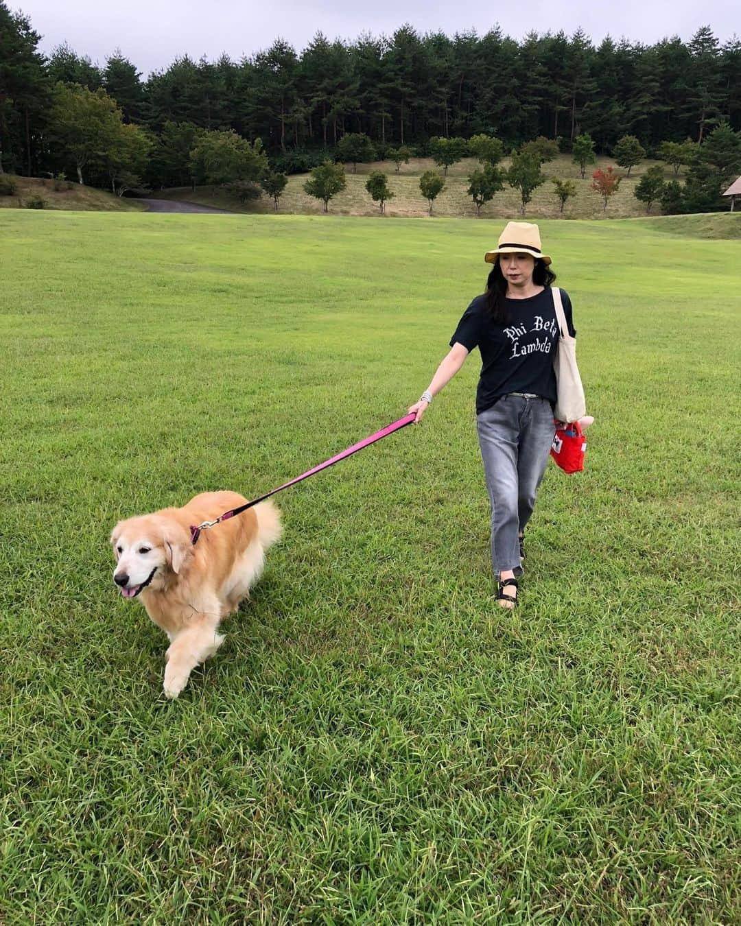 高橋ひとみさんのインスタグラム写真 - (高橋ひとみInstagram)「久しぶりにお気に入りの場所に来ました！ あいにく🗻は見ることができませんでしたが、森林浴と涼しさでモモエも 元気いっぱいに走ってました。 ホテルのすぐ横の道を横断している🦌の家族を発見。 ご飯も 久しぶりに頼んでくれました💦 #goldenretriever #goldenretrieverlover #ゴールデンレトリバー」9月12日 13時54分 - hitomi_momoe