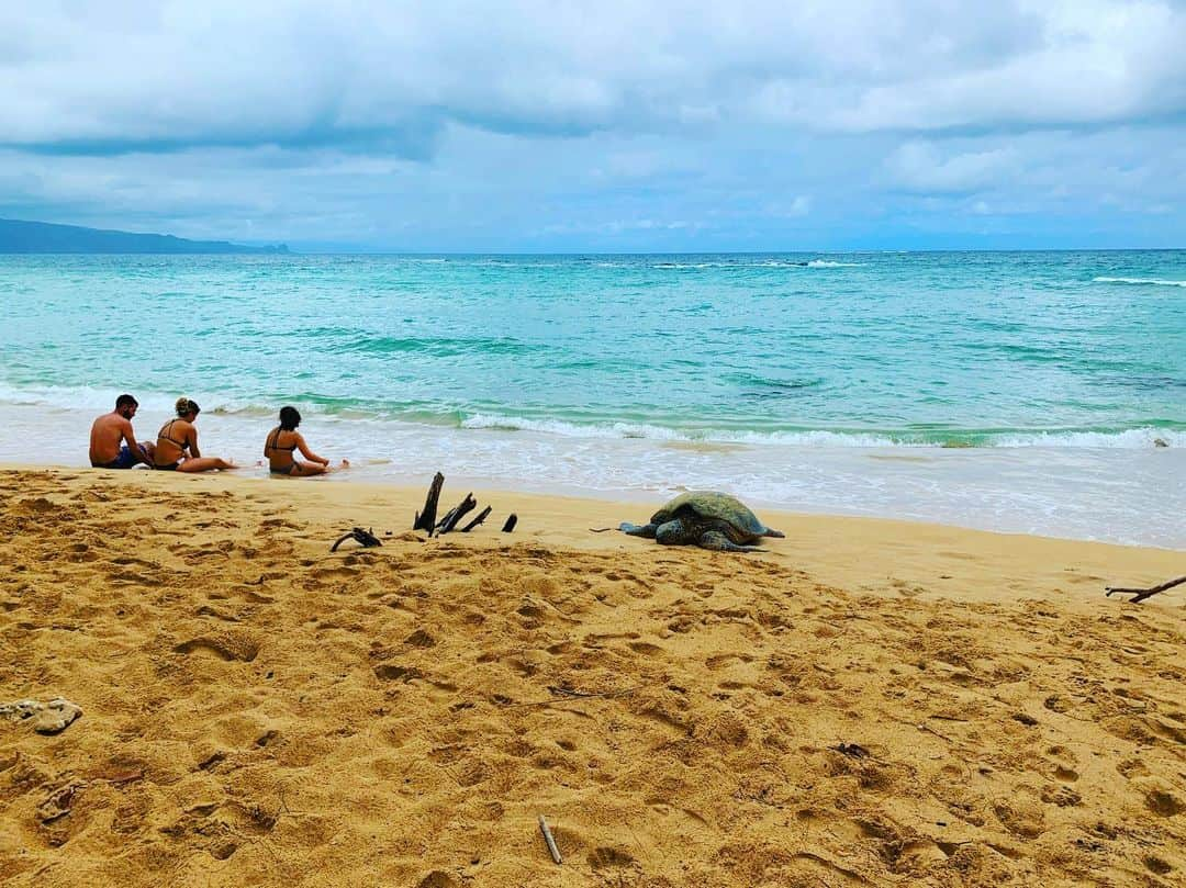 齊藤美絵さんのインスタグラム写真 - (齊藤美絵Instagram)「カメも人もリラックス🤙✨ Peaceful✨✨✨ #maui #マウイ #liveontheearth #地球に寄り添った暮らし方 #childcare #育児  #3yearsold #mauinokaoi  #Hawaii #aloha #healtheearth #healmyself #healtheworld #beach #honu #turtle  #ナチュラルビューティスタイリスト #ツタエルヒト。」9月12日 14時03分 - saitomie