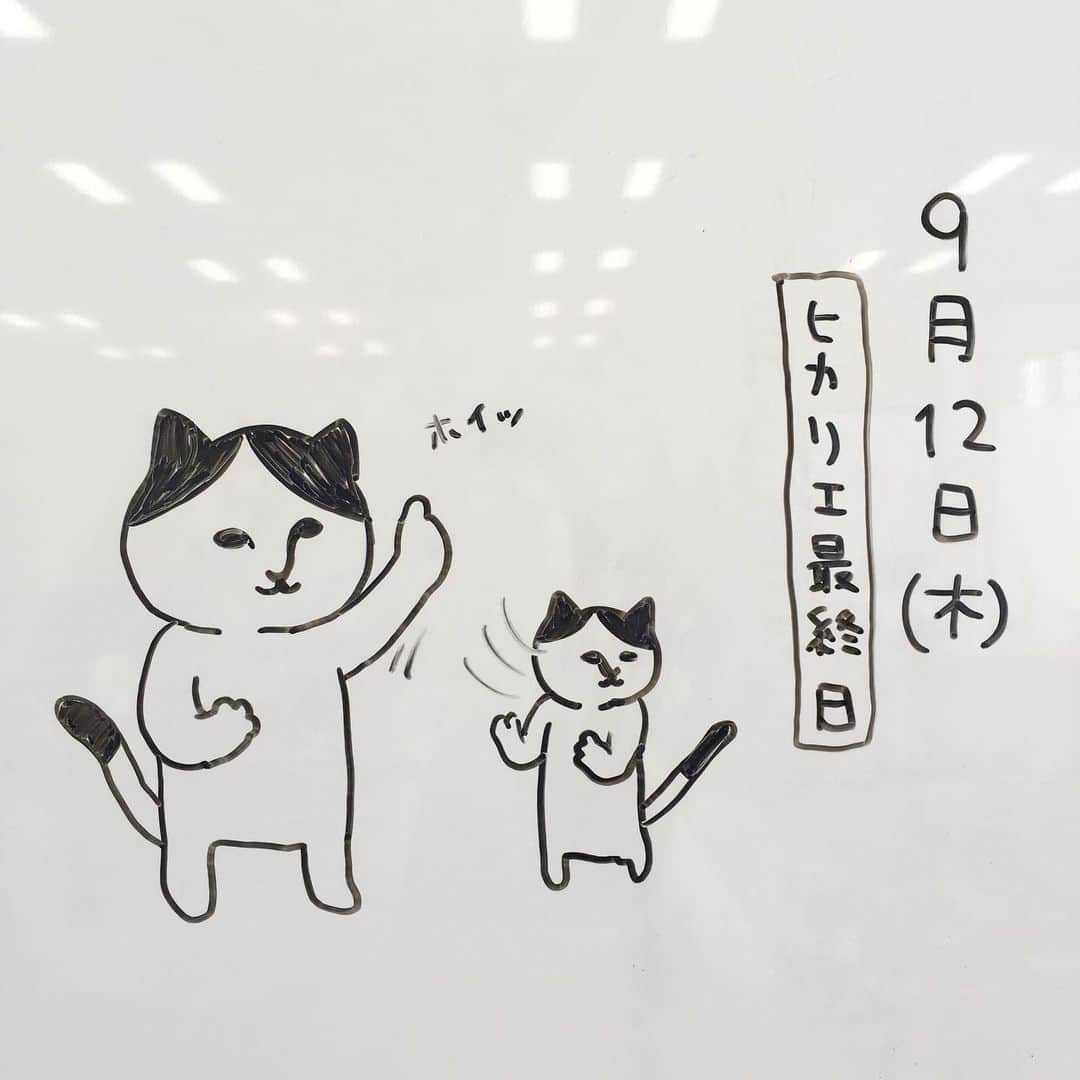 ねこのインスタグラム