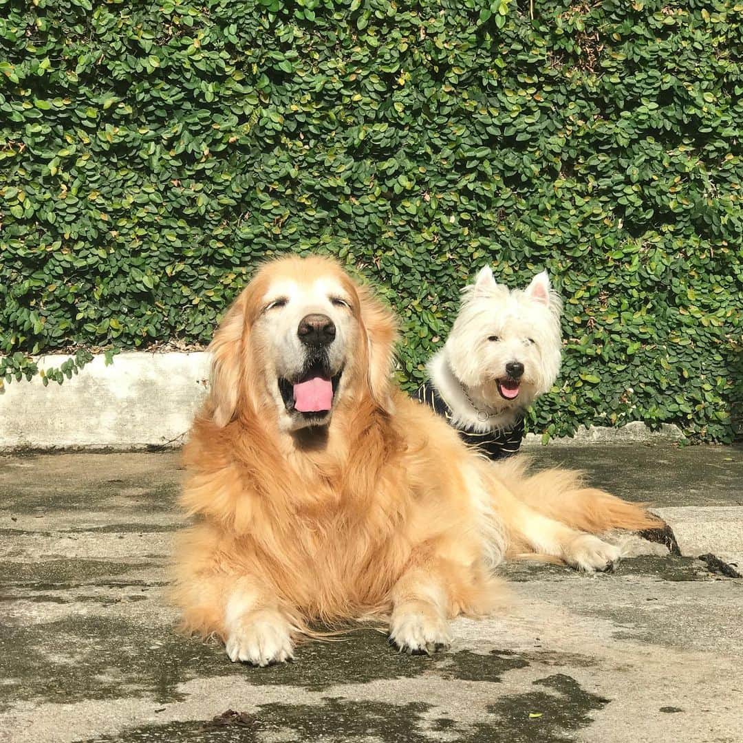 Hoykong&Plamuekのインスタグラム：「Sunny day!! #hkpm #hoykong #plamuek_westies」