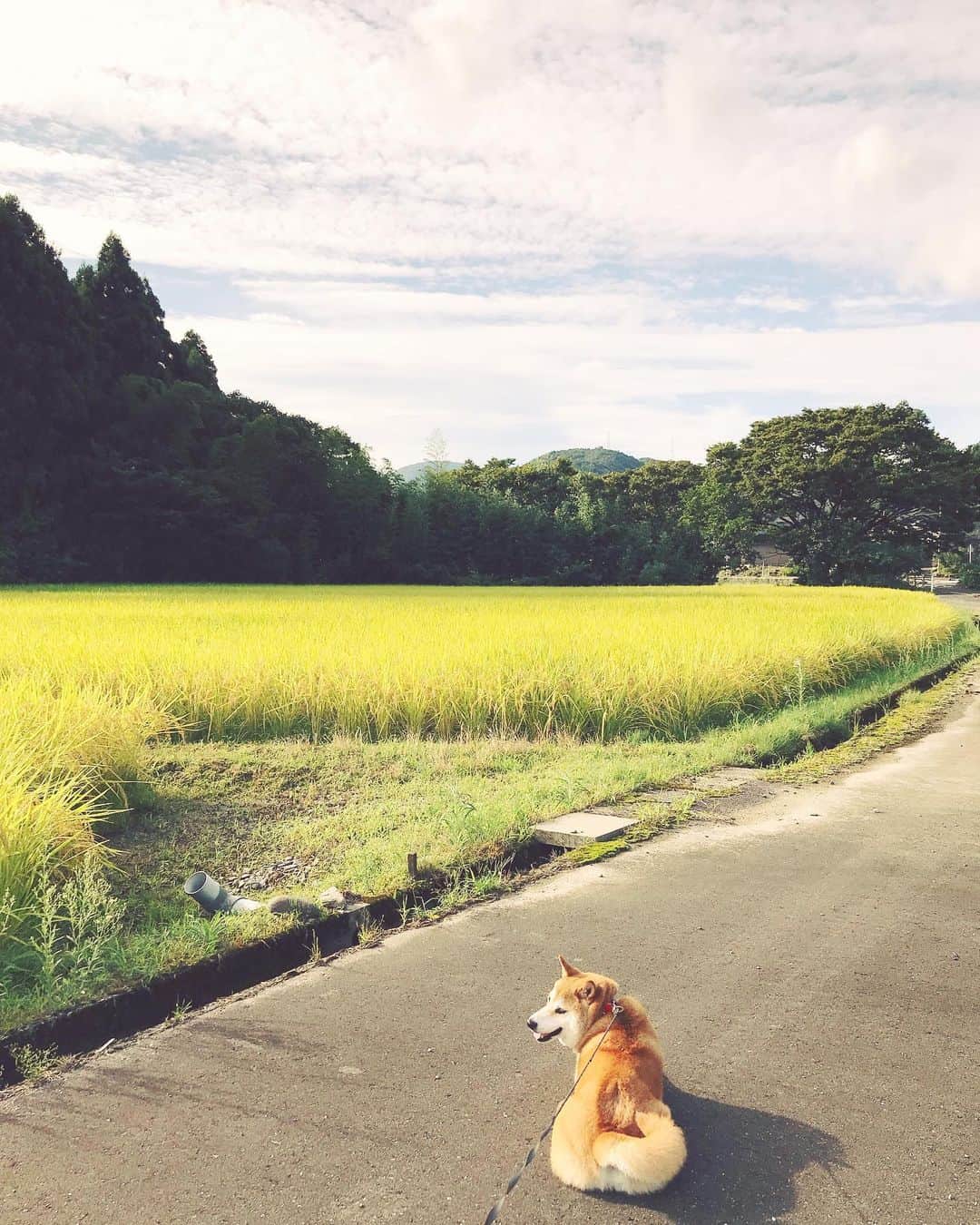 Hanamichi ＆ ℕㆁℜ〡ｋㆁ♡のインスタグラム：「今年も無事にもうじき稲刈り 🌾🌾🌾🌾🌾 #秋 #autumn #稲刈り #田んぼ #柴犬 ##柴犬 #しばいぬ #子犬 #わんこ #dog #shiba #puppy」