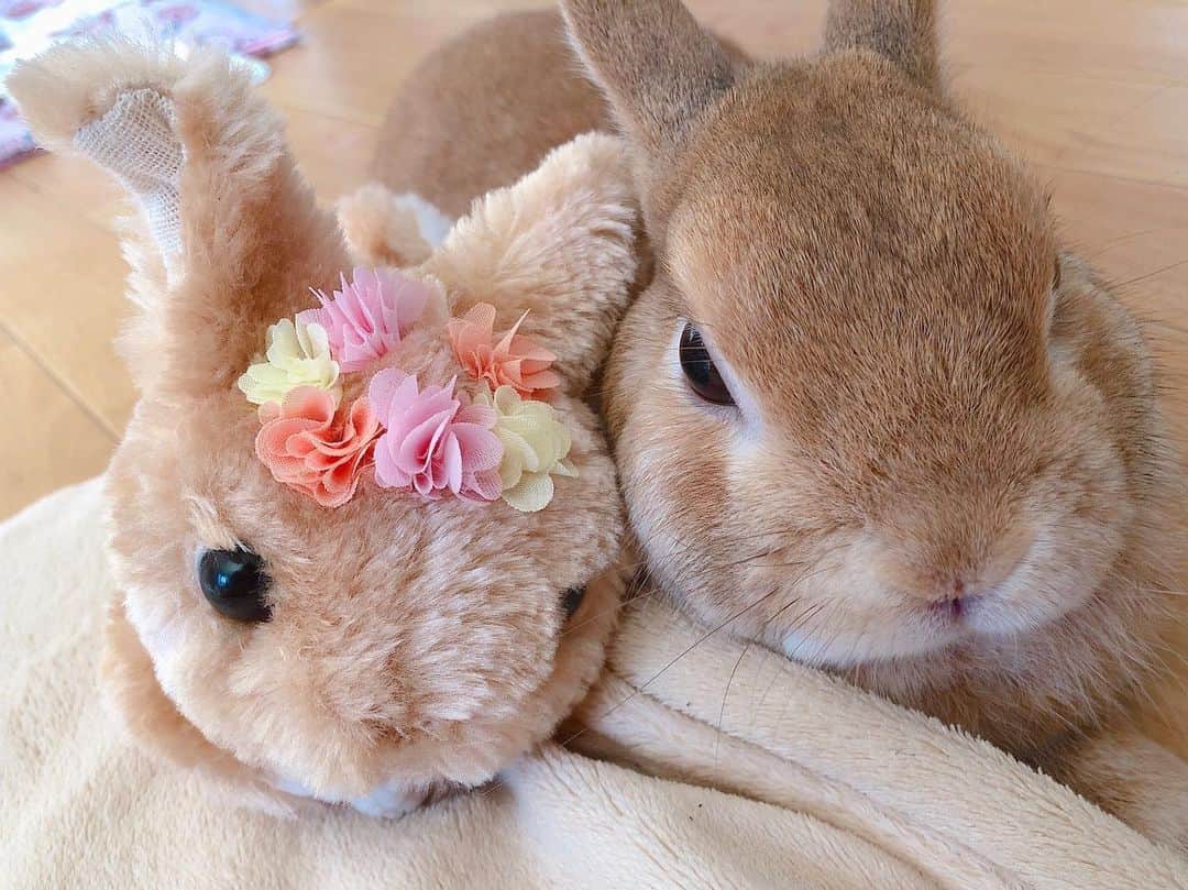 ラン?さんのインスタグラム写真 - (ラン?Instagram)「(*･ω･)(･ω･*)仲良し❤ ☆ いちばんお気に入りかしら(​ *´꒳`*​)たまにぺろぺろしてる🥰 ☆ #うさぎ #ネザーランドドワーフ #rabbit #bunny #bunnystagram  #rabbitstagram  #cute  #かわいい #ふわもこ部  #もふもふ  #zip写真部  #アニマル写真部 #instagramjapan #netherlanddwarf #うさぎと暮らす  #うさぎのいる暮らし #癒し #kawaii #ランちゃん  2019.09.12」9月12日 15時13分 - mofumofuusako