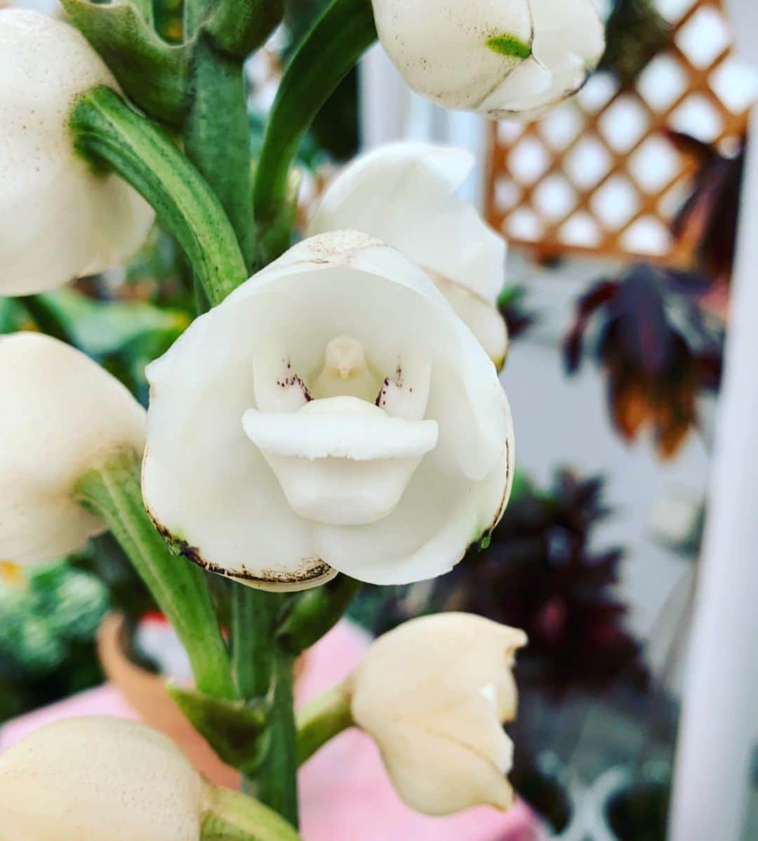 鈴木砂羽さんのインスタグラム写真 - (鈴木砂羽Instagram)「お花の真ん中のバルコニーみたいな所に小さなハトちゃん🕊がいるのお分りでしょうか？  なんて愛らしい、、、😻 ハトランと呼ばれるとても珍しい 蘭を拝ませて頂きましたので、 皆さまにも〜💫 そしてなんでも匂いたいヤツ👃🤣🌺 こちらもまた咲いているところを見るのは珍しいバケツ蘭という希少なお花だそうです✨ どちらもうっすら蘭の香りがします✨ #ペステリアエラタ #ハトラン #バケツラン #蘭 #調布 #神代植物公園」9月12日 15時54分 - bombon_sawa