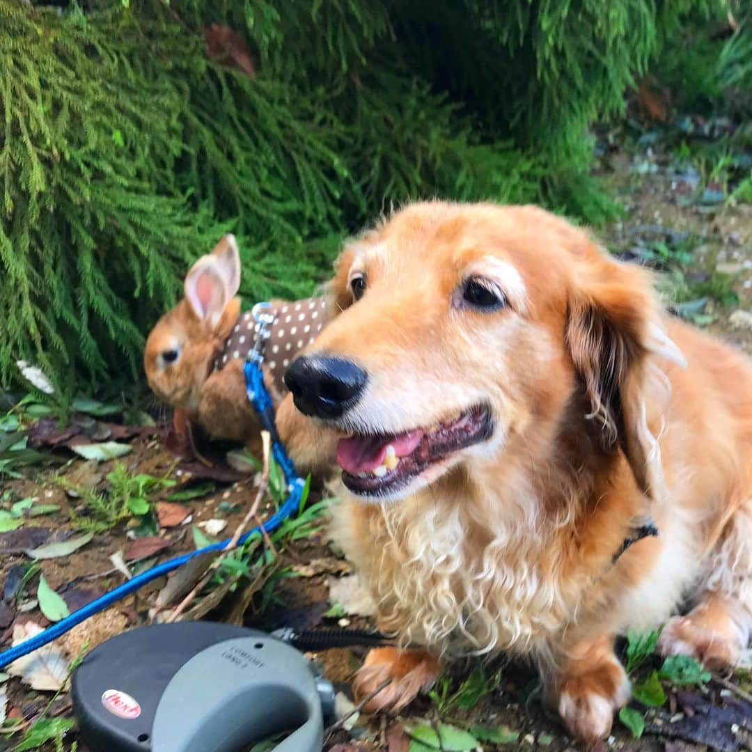 Chieko Shibutaさんのインスタグラム写真 - (Chieko ShibutaInstagram)「たろー🐶&うじゃこ🐰地方☀️ あさんぽ🌱 久しぶりに 何時もの 近場の公園(^^) 楽しみに していた サラダバー 🥗 台風🌀の影響で 倒木🌳🌳🌳 臨時休業でした⤵︎ たろー！ 食べたいー！食べたいー！ フレッシュ⤴︎🥗 楽しみにしてたのに😭😭 頑張る🌱🌱🌱💨🐰✨ 💕✨🐶🍀🐰✨💕 #dachshund #dachshunds #dachshundlove #dog #dogs #doglove #instadog #instagram #instagood #pet #pets #petsagram #cute #cutepe #cutepet #cutedog #cuteanimals #likes #09076999576 happy #smile #rabbit #ラビット #ミニュチュア #ミニュチュアダックス  #ミニュチュアダックスフント #うさぎ部 #うさぎ #ダックス #ダックスフンドロングヘアー#ねざーらんどわーふ」9月12日 16時16分 - chieko.81