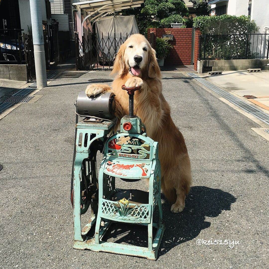 のインスタグラム：「今朝は少し空気が秋めいておりました。それでも昼はまだまだとても暑いです。台風被害の停電が1日でも早く復旧しますように。 かき氷はいかがですか？の3年前の悠鼓の画像です。  #dogsofinstagram #ゴールデンレトリバー #ilovegolden_retrievers #retrieversgram #insta_animal #dog_ofinstagram #gloriousgoldens #retriever #goldenretriever #犬バカ部 #igdog #gryuuko #repost_ezyjp #retrieveroftheday #weeklyfluff #thedailygolden  #excellent_dogs #pecoいぬ部 #てんかん持ちワンコ #前庭疾患回復期 #高齢犬14歳 #高齢犬 #seniordogs #seniordogsofinstagram」