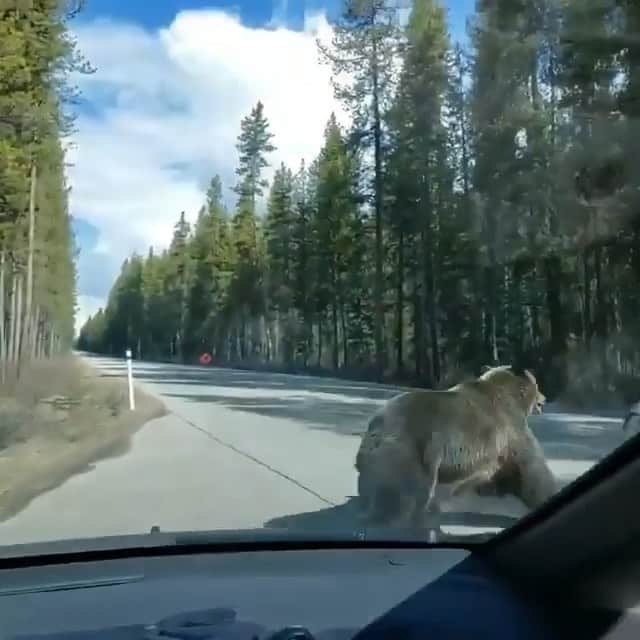 WildLifeのインスタグラム：「Video by @camilin_in_canada Just watching these beautiful bears run past their car gets your adrenaline going 🐻」