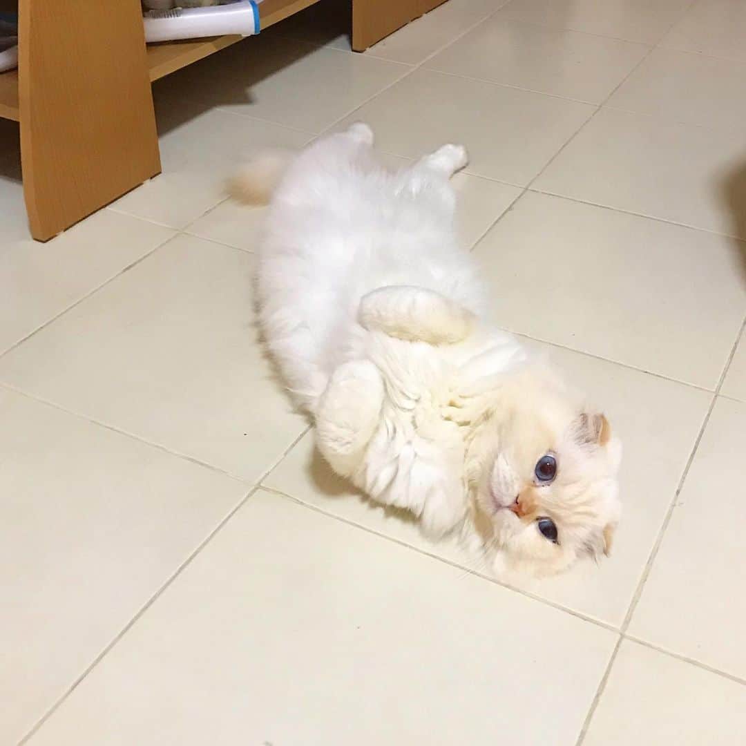 Haruのインスタグラム：「It’s hard work being cute. 💗 #gentleharper #นอนเกยตื้น」