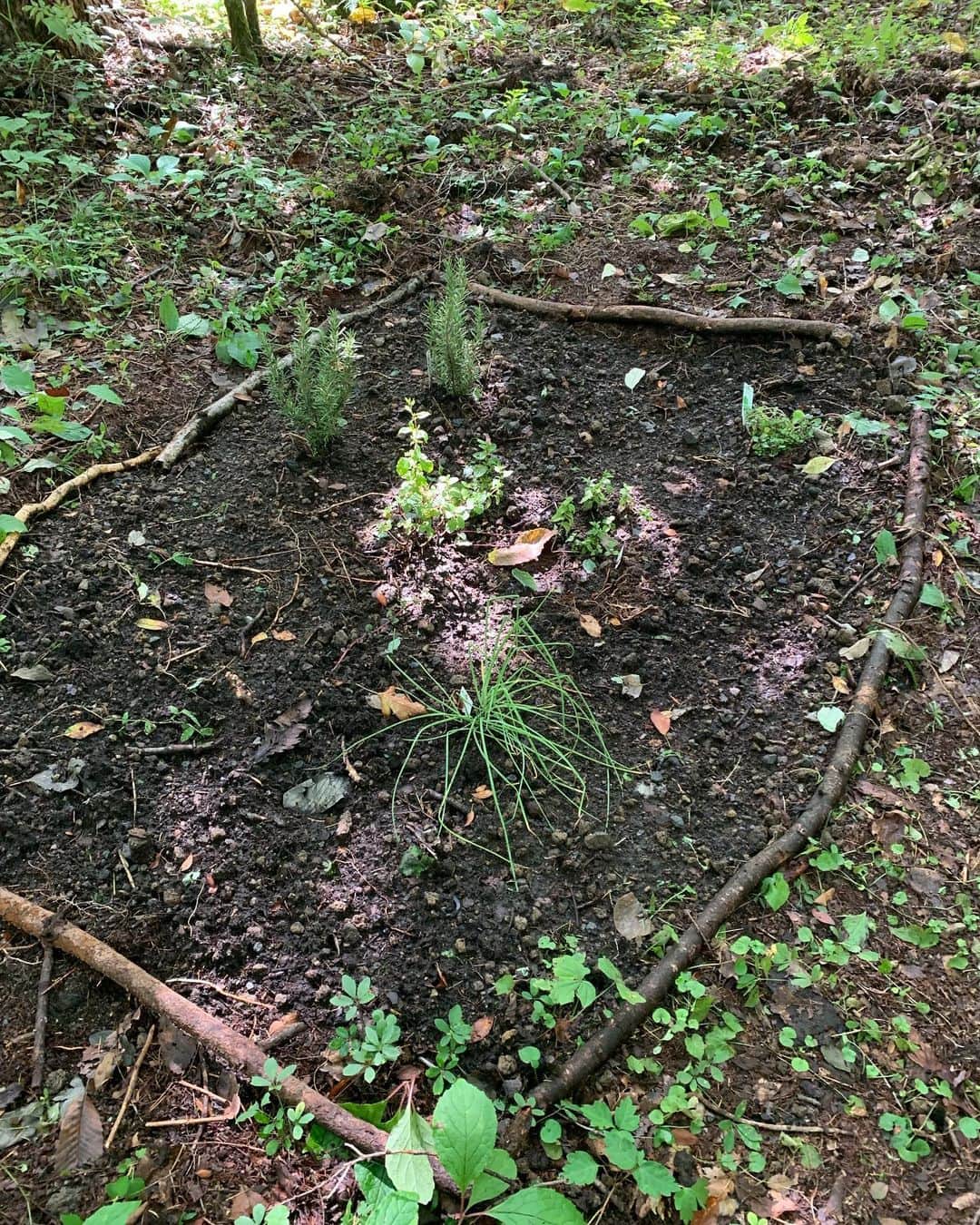 のインスタグラム：「手作りハーブガーデン始めました🌱いつもサボテンすら枯らしちゃうけど、山の中は雨が多いので放置しとけば育ってくれるかな、、I don’t even know how to take care of a cactus, but hopefully the rainy mountains would keep these herbs alive🌵 #countrylife #japan #mountain #forest #herb #garden #home #nature」