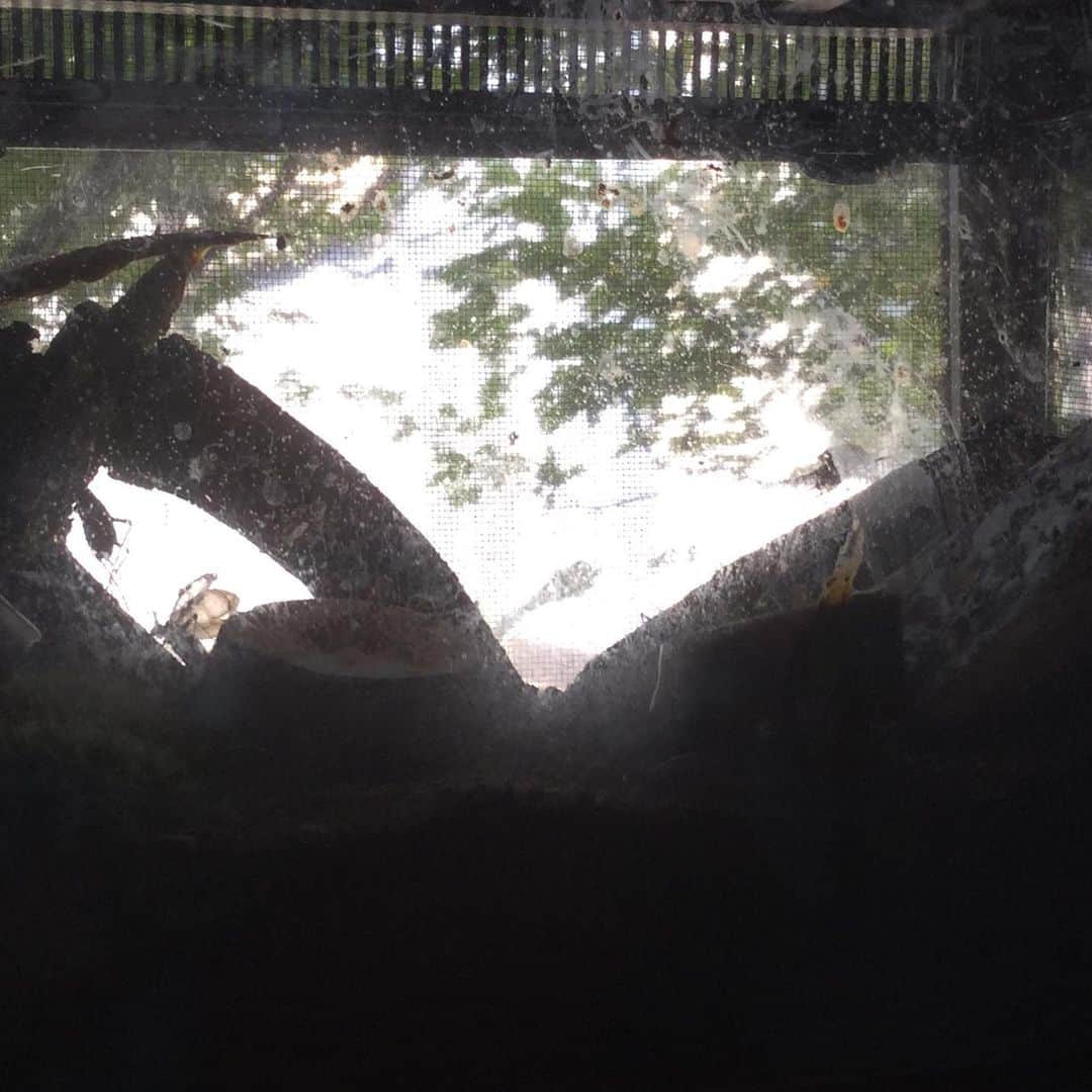 ヒロミチナカノさんのインスタグラム写真 - (ヒロミチナカノInstagram)「窓際に置いてある虫籠左下に羽を広げて鳴いている鈴虫、その声は空気を一杯含んだなんとも言えない綺麗な声で鳴いています。見えにくくてごめんなさい。＃鈴虫」9月12日 17時42分 - hiromichinakano_official