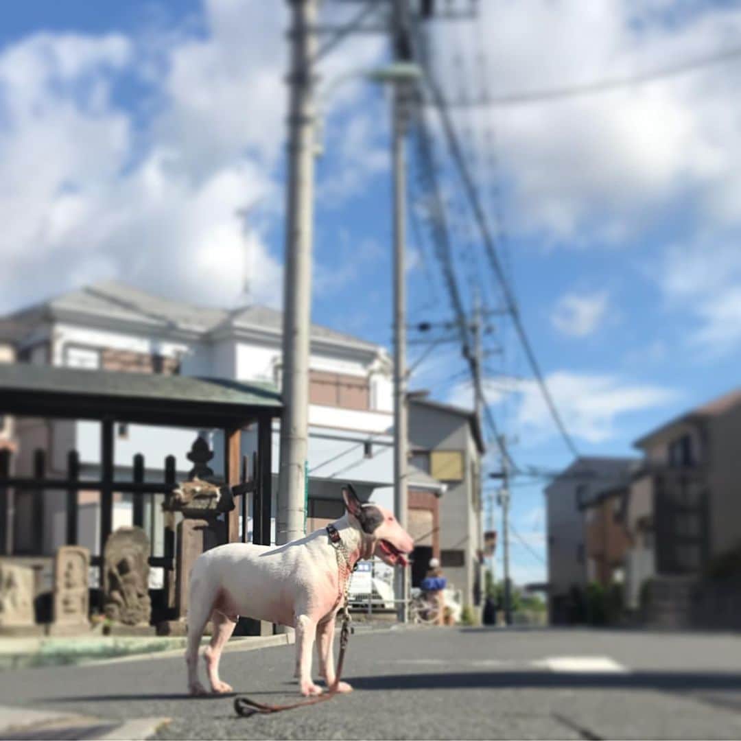 のインスタグラム：「#minituru#bull#terrier#minibullterrier#miniturubullterrier#dog#dogstagram#cute#qtaro#love#family#ミニチュア#ブルテリア#ミニチュアブルテリア#Q太郎」