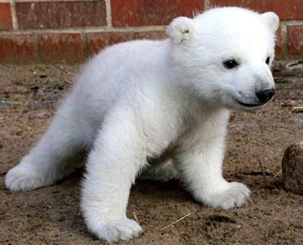 Baby Animalsさんのインスタグラム写真 - (Baby AnimalsInstagram)「Baby polar bear's first steps!」9月12日 17時58分 - thebabyanimals