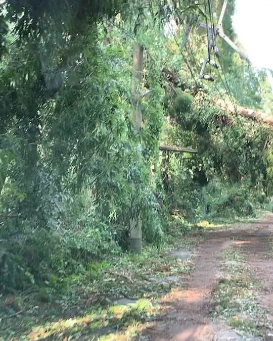 植草沙織のインスタグラム：「【千葉県市原市】 動画は10日に撮影したものです。 親戚の家では現在も停電断水が続いているそうです。 当初の見通しよりも復旧が大幅に遅れていると…。 . . 早期の復旧を願います！！ 被災された方々に正確な情報提供を！！ . .  #全然報道されない #報道してください #政府の支援が必要です #千葉県 #市原市 #台風被害 #停電 #断水 #農作物全滅」