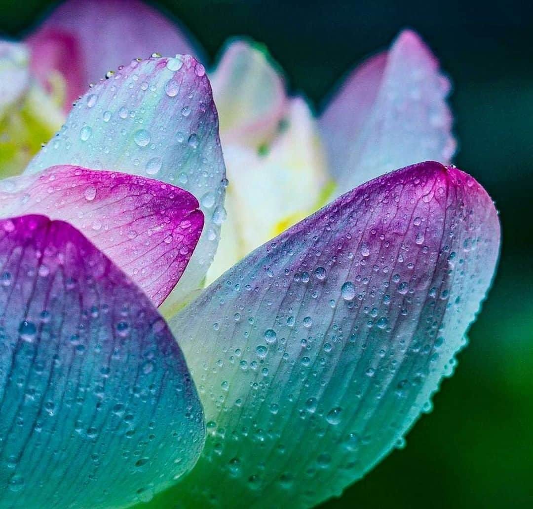 花の写真館のインスタグラム：「Photo by 野本 しず子.⠀ https://www.facebook.com/profile.php?id=100007424615447⠀ .⠀ Original Post[投稿頂いたURL]⠀ https://www.facebook.com/photo.php?fbid=2407884112802386⠀ .⠀ 本アカウントは、 #私の花の写真 をつけてInstagramに投稿された皆さまの花の写真や、「花の写真館」Facebookページで投稿された花の写真を紹介します。⠀ 「花の写真館」Facebookページは、「 @floral.photograph 」のプロフィールにあるURLからご覧ください。⠀ .⠀ #花の写真館 #floralphotograph #floralphoto #flower #flowers #富士フイルム #FUJIFILM⠀ Follow: @floral.photograph」