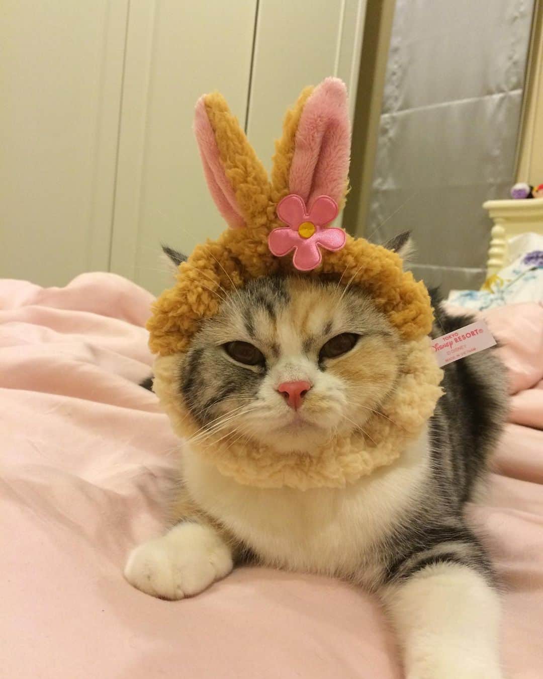 Haruのインスタグラム：「Nana the rabbit #nanacalicocat #นานะคนสวย #ลูกสาวชั้นเป็นคนดี」