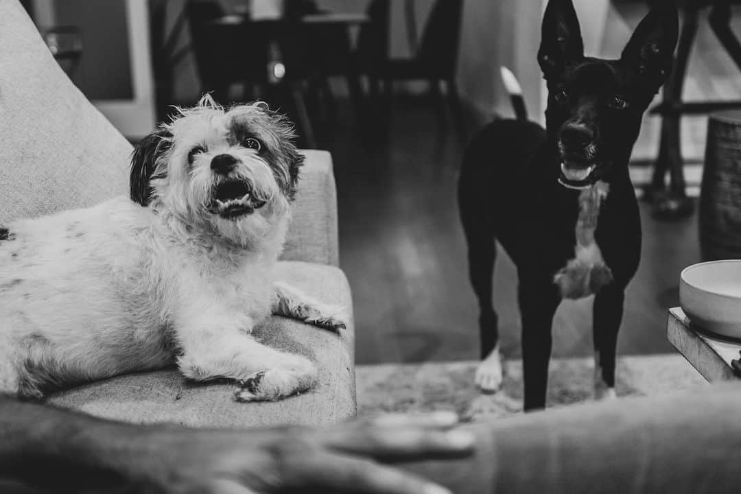 ユージン・バードのインスタグラム：「Charlie Vahdat. Dog. Lovable 10th Birthday Guy. #tbt #portrait #leica #happybirthday #byrdtography #inmybag #animals」