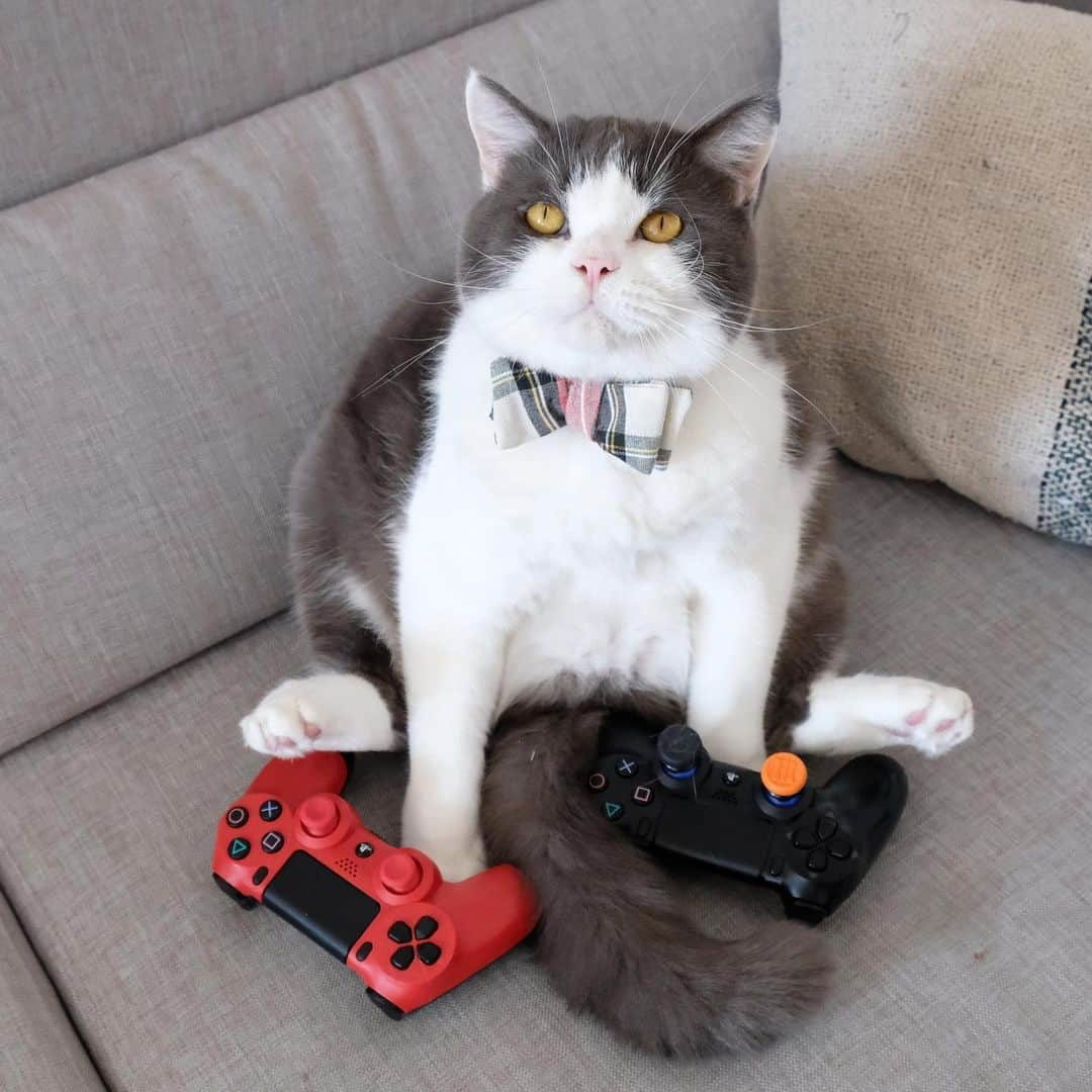 catinberlinさんのインスタグラム写真 - (catinberlinInstagram)「Can’t stop, won’t stop. 😆 Happy #VideoGamesDay」9月12日 22時18分 - catinberlin