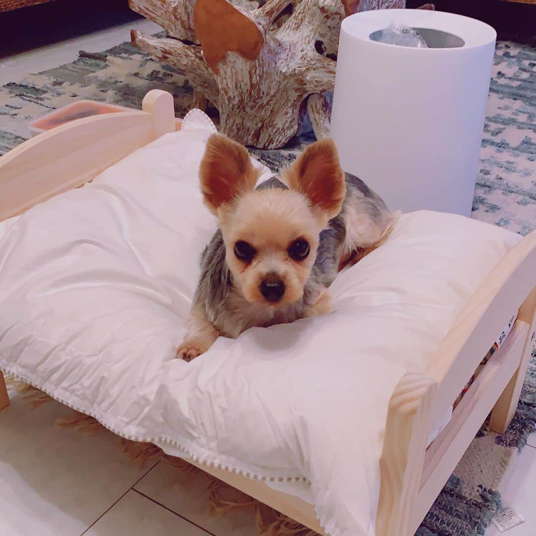 野呂佳代さんのインスタグラム写真 - (野呂佳代Instagram)「IKEAで 犬のぬいぐるみ用のbedを 可愛すぎてモコちゃんに買っちゃいました！寝てくれるなら心配だったけど 心配いらなかった（笑） 可愛い😍💕 #ikea  #ドールベッド  #ikeaドールベッド  #ペット用ベッド  #petbed」9月12日 22時33分 - norokayotokyo