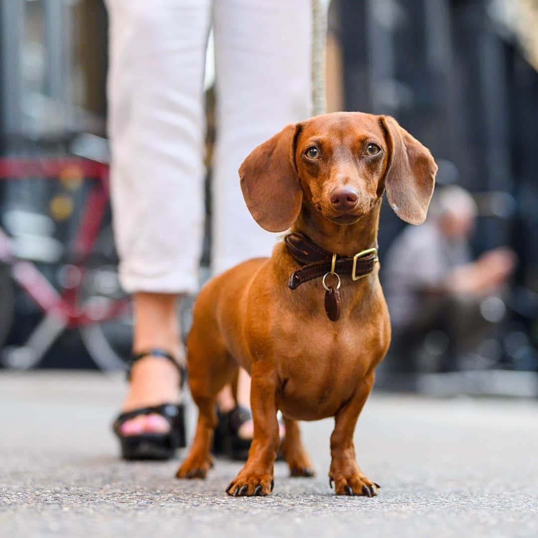 The Dogistさんのインスタグラム写真 - (The DogistInstagram)「Colette, Dachshund (1 y/o), Broome & W Broadway, New York, NY • “She’s stubborn. If I want to go there, she wants to go *there*.”」9月12日 22時36分 - thedogist