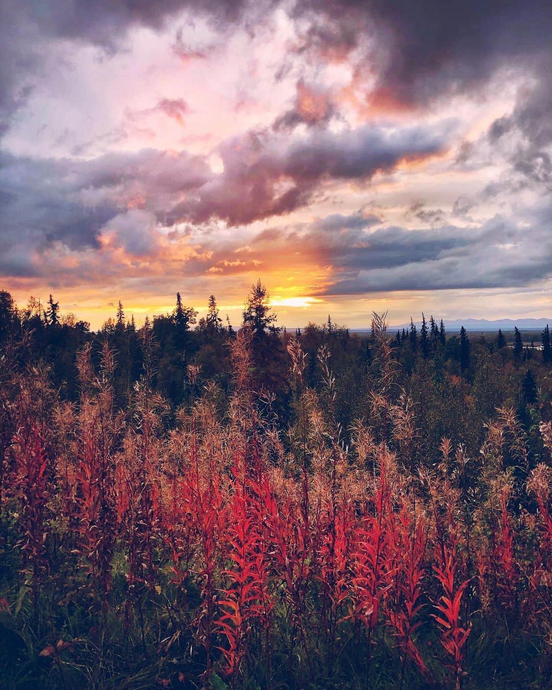 kaelさんのインスタグラム写真 - (kaelInstagram)「Sunset in Talkeetna.  Alaska in autumn has got to be one of the most beautiful places on earth.  @pursuitalaska #pursuitlife」9月12日 22時54分 - punkodelish