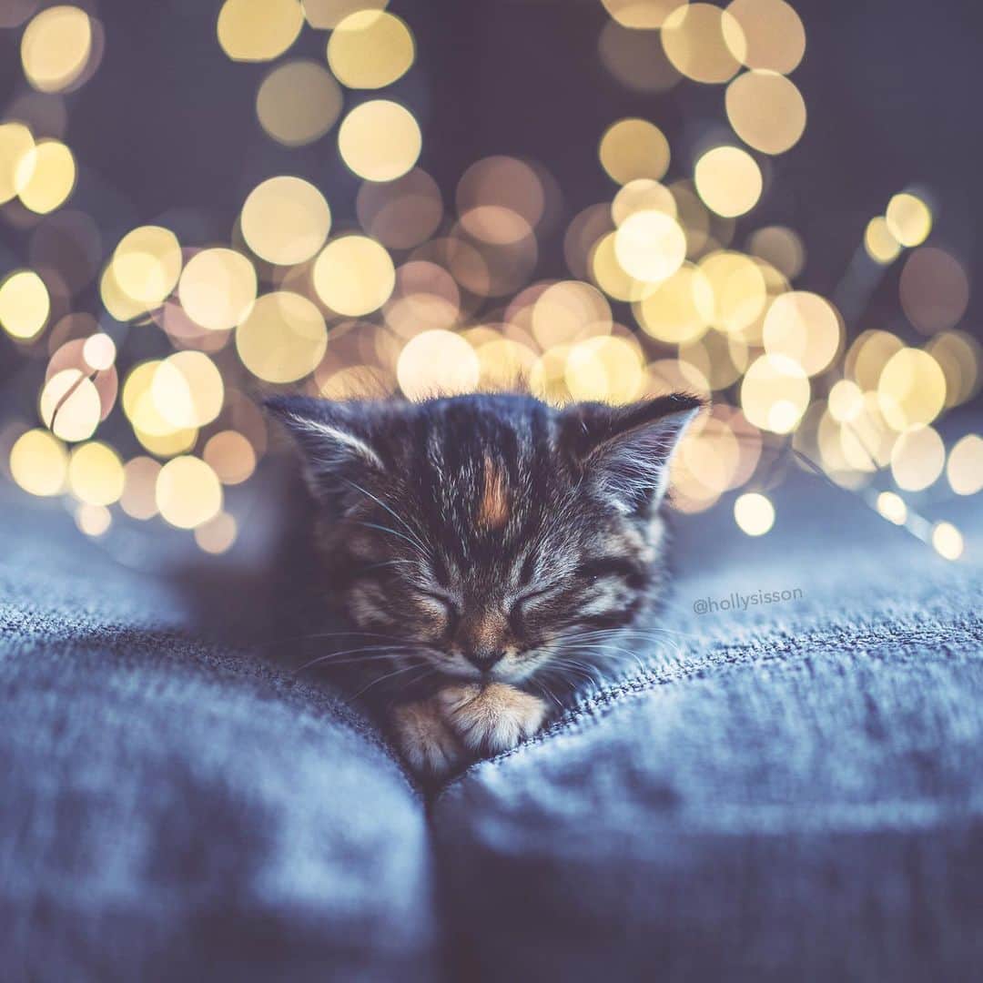 Holly Sissonのインスタグラム：「Anyone else dreaming of the weekend? #bokeh #kitten #tabbykitty #mainecoon (See more of Emma on @pitterpatterfurryfeet) ~ Canon 1D X MkII + 85 f1.4L IS @ f1.4  See my bio for full camera equipment information plus info on how I process my images. 😊 ~ Keeping cozy #withaeroplan ~ @bestmeow #bestmeow」