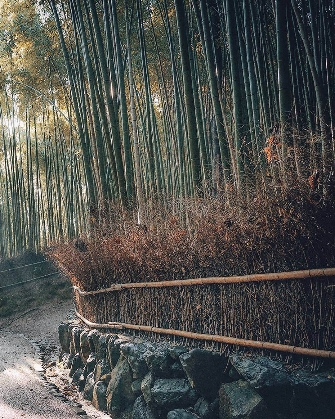 Berlin Tokyoさんのインスタグラム写真 - (Berlin TokyoInstagram)「A day in the ancient capital starts in stillness - strolling through the tranquil bamboo grove in the crisp morning air. . . . #hellofrom Arashiyama, #kyoto , #japan」9月12日 23時10分 - tokio_kid