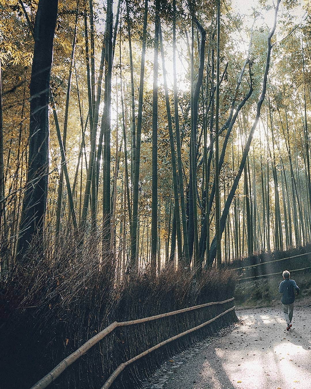 Berlin Tokyoさんのインスタグラム写真 - (Berlin TokyoInstagram)「A day in the ancient capital starts in stillness - strolling through the tranquil bamboo grove in the crisp morning air. . . . #hellofrom Arashiyama, #kyoto , #japan」9月12日 23時10分 - tokio_kid