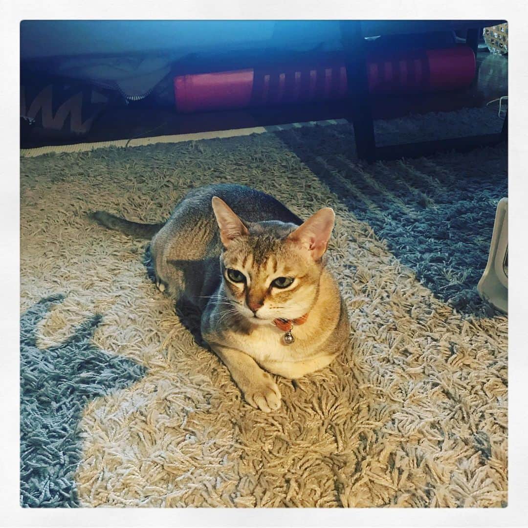 古谷恵のインスタグラム：「影絵とかして遊んだけどまあ無反応。 #cat#猫#singapuracat#シンガプーラ#大豆」