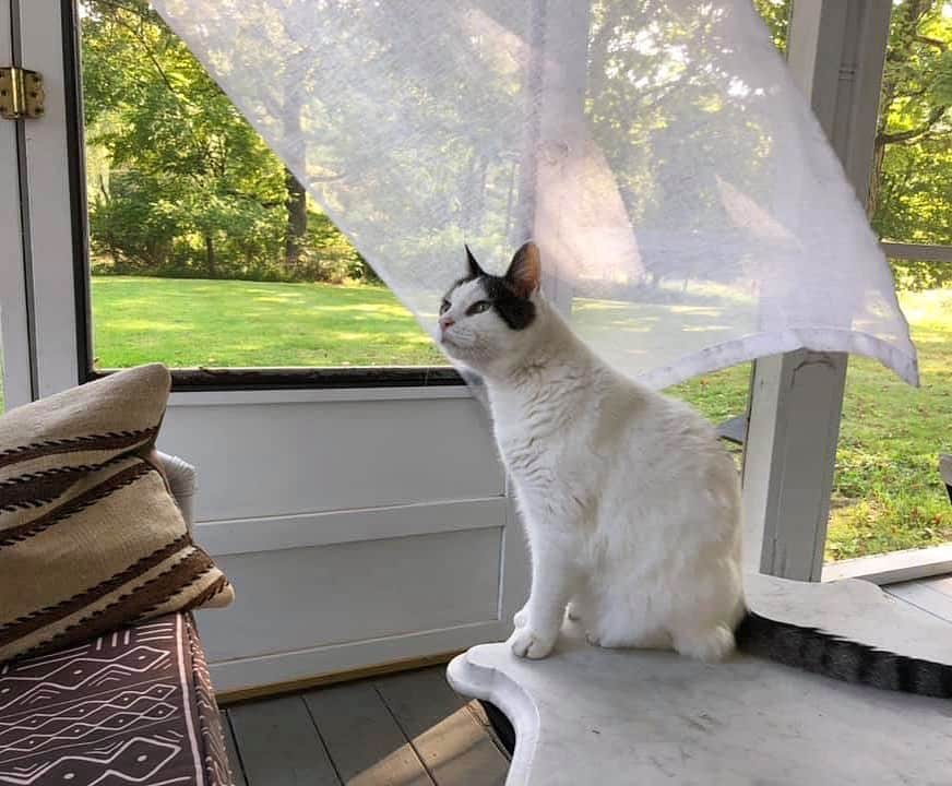 Grace Bonneyのインスタグラム：「Look at this handsome guy. Holding down the fort at home and getting some fresh air while we run around the beach in Virginia. 💛💛」