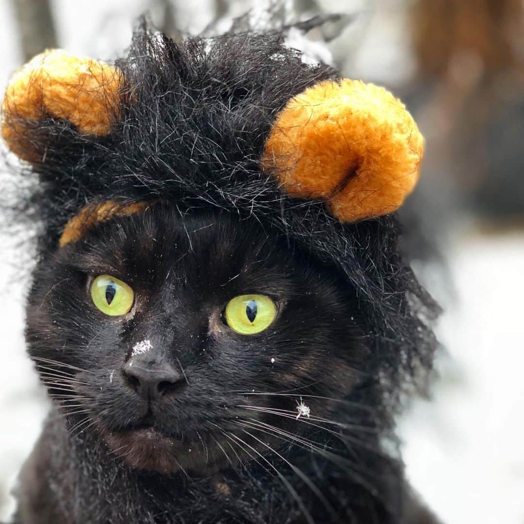 セルジオさんのインスタグラム写真 - (セルジオInstagram)「Throwback to that time Sweet Bean had too much caffeine and then stared blankly at snowflakes  #tweakerbean #tootweakedtoblink 😳😶☕️ . . #beanie #sweetbean #blackbear #blackbean #coffeebean #throwback🔙 #tbthursday #igcats #igkitty #catsofinsta #catsofig #catslife #rescuecat #myfurbaby #catmom #snowcat #catexplorer #catonaleash #catsonleashes #cutecats #happycats #blackcats #blackcatsofinstagram #catstercats #9gagcute #buzzfeedcats #ellenratemycat #thatfacethough」9月13日 0時44分 - monkandbean