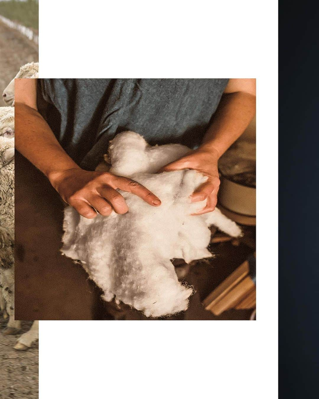 ザ・ノースフェイスさんのインスタグラム写真 - (ザ・ノースフェイスInstagram)「We’ve partnered with @Fibershed_ to craft the Cali Wool Collection using Climate Beneficial wool from Bare Ranch. The sheep on Bare Ranch in California are raised using land-management techniques that trap carbon dioxide and enrich the soil. See the Cali Wool Collection, link in bio. Photos by @paigegreenphoto and @dylangordon. #neverstopexploring」9月13日 1時28分 - thenorthface