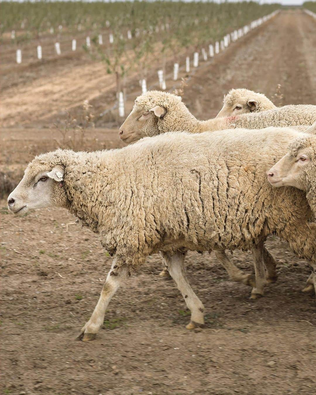 ザ・ノースフェイスさんのインスタグラム写真 - (ザ・ノースフェイスInstagram)「We’ve partnered with @Fibershed_ to craft the Cali Wool Collection using Climate Beneficial wool from Bare Ranch. The sheep on Bare Ranch in California are raised using land-management techniques that trap carbon dioxide and enrich the soil. See the Cali Wool Collection, link in bio. Photos by @paigegreenphoto and @dylangordon. #neverstopexploring」9月13日 1時28分 - thenorthface