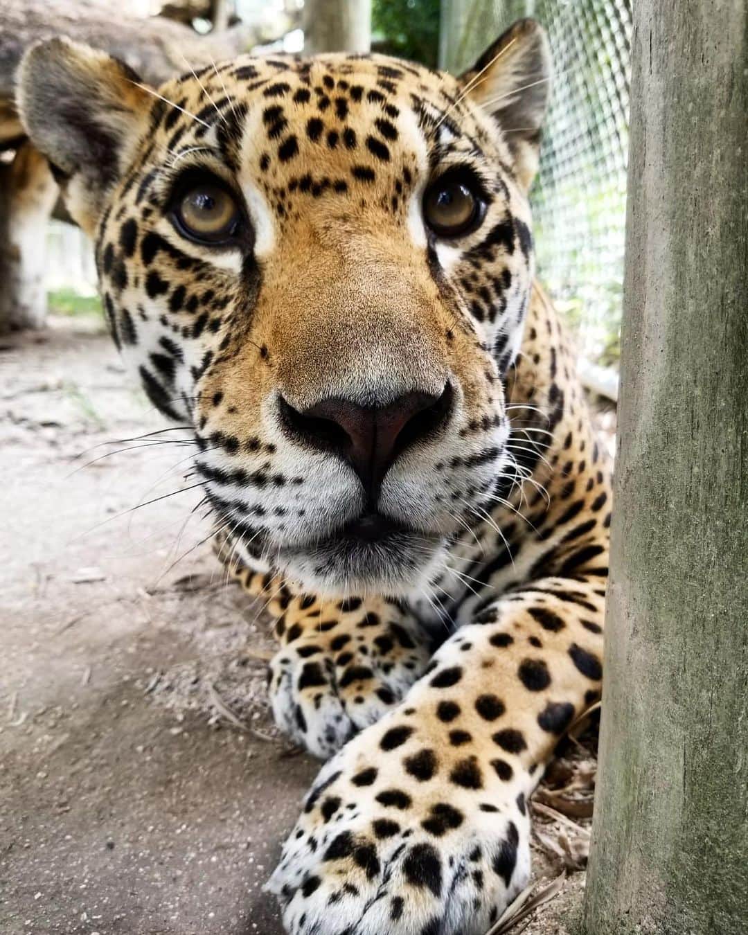 Zoological Wildlife Foundationさんのインスタグラム写真 - (Zoological Wildlife FoundationInstagram)「Amber has the power to speak through her gorgeous eyes😍🐾🐆 #jaguar #zwf #zwfmiami #bigcat #nature_perfection #conservation」9月13日 1時24分 - zwfmiami