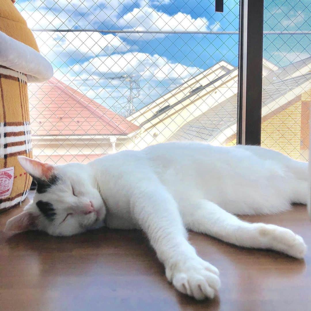 Siznaのインスタグラム：「#dura #cat #づら #猫 #sizna #雑種 #元地域猫 #ヅラ #ヅラ猫 #ヅラ猫部 #にゃんスタグラム #猫変態を増やそうの会 #天気の子 #天気の猫 #天気のづら #台風一過」