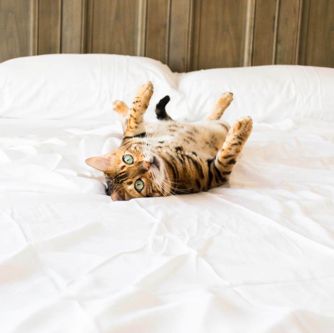 のインスタグラム：「Come lay with me. . Sheets: @cozyearthbedding」