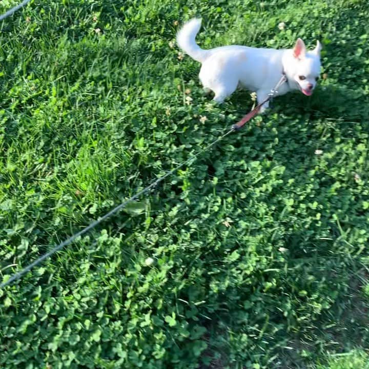KORIKIのインスタグラム：「おはようございます♪ * #すれ違うおふたりさん #dogofsapporo #dog, #dogs, #dogstagram,#chihuahua,#犬バカ部,#チワワ,#koriki, #hanadog #白スムチ連合会, #スムチー,  #dogofthedayjp, #dogoftheday  #ilovemydog #instadog #instapet #WhiteChihuahua  #吉娃娃 #치와와  #dogsofinstagram #Chihuahualover  #ชิวาวา #チワワの輪 #barkbox #WhiteChihuahuaParty #もふもふモフモフ」