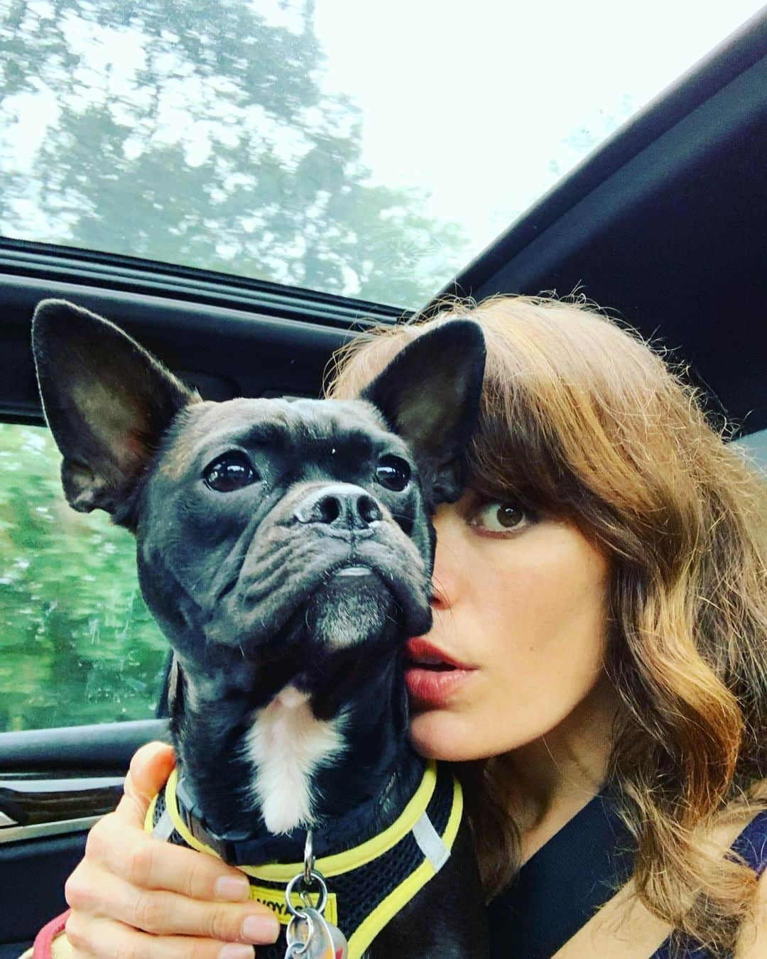 エミリー・スワローさんのインスタグラム写真 - (エミリー・スワローInstagram)「Are we there yet? #roadtrip #downinfrontplease #longisland #frenchtonsofinstagram @normajeanmeatballs #arewethereyet #frenchton #frenchtonpuppy #bigearsdontcare」9月13日 4時01分 - bigeswallz