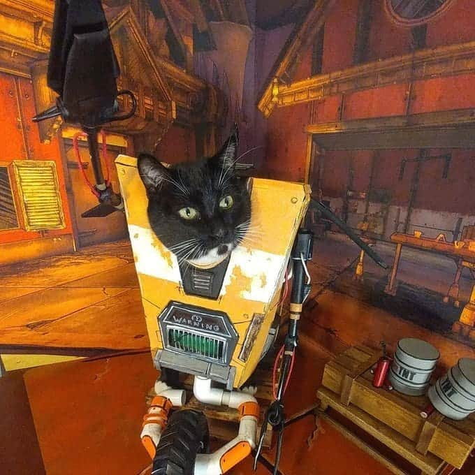 猫コスプレさんのインスタグラム写真 - (猫コスプレInstagram)「"Raise you hand if you'll be causing Meowhem at Midnight Minion!" - C4T-TP  #Borderlands  #Claptrap #Borderlands3 . . . .. . . . #nationalvideogameday  #borderlandscosplay #cl4ptp #catcostume #catcosplay #petcostumes #videogame #cosplay #halloweenpets #borderlandsmemes #funnycats #cat #catsinboxes #」9月13日 5時19分 - cat_cosplay