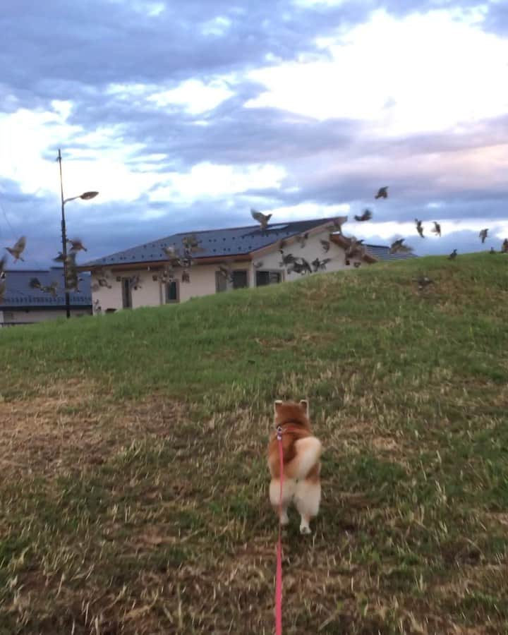 てんパパのインスタグラム