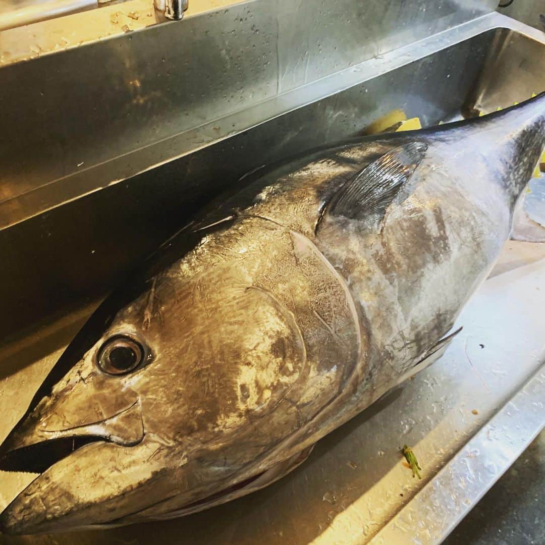 のインスタグラム：「#クロマグロ #働いて笑おう  #いいねしないでください #魚壱商店#居酒屋 #和歌山 #阿倍野  #followme #マグロ #鮮魚 #海鮮 #天王寺 #新鮮 #ハルカス #駅近 #日本酒 #地酒 #ビール #みかん 飲み#個室 #団体 #貸切 #接待 #合コン #コース #放題 #安い」