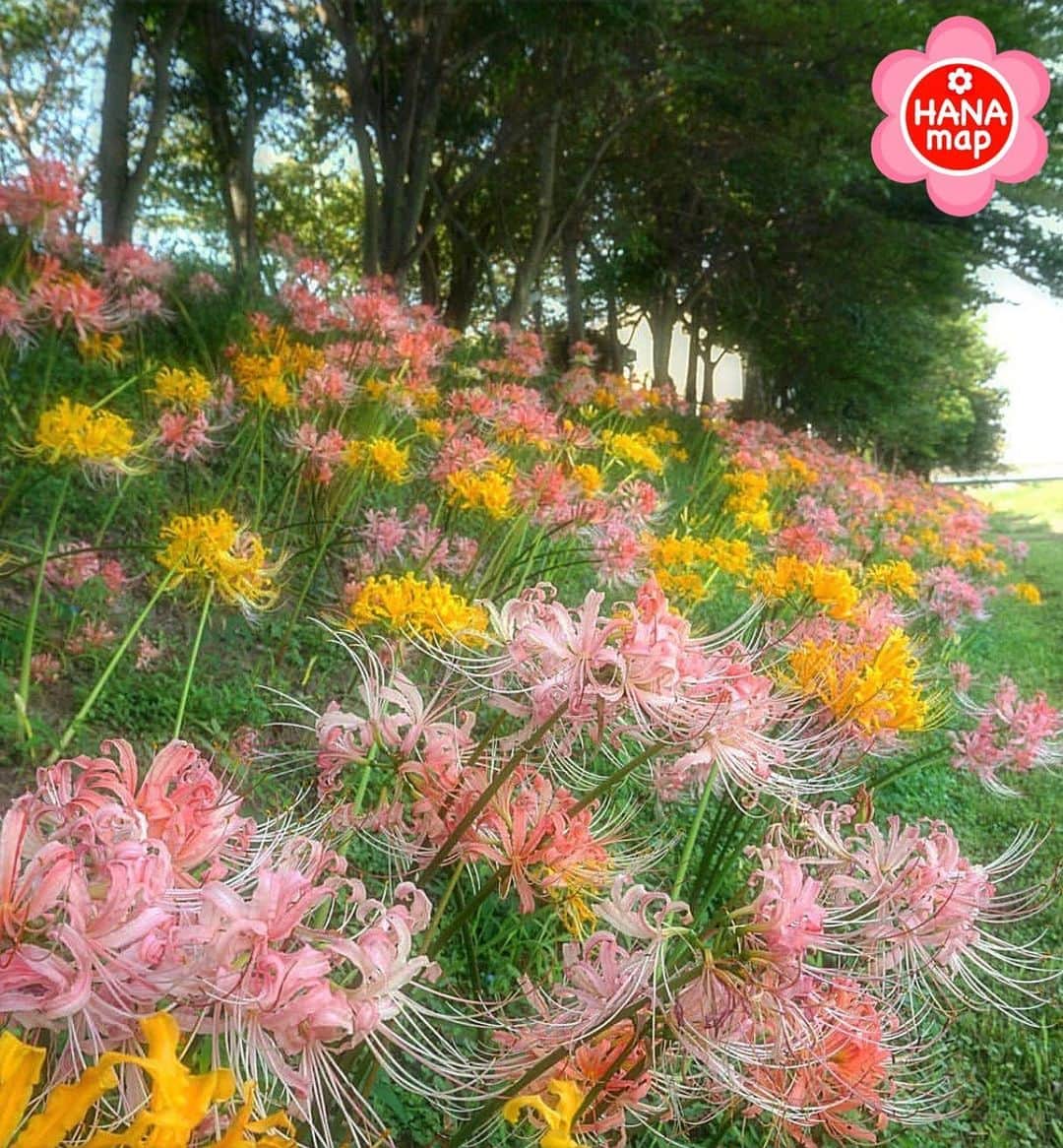はなまっぷ❁日本の花風景さんのインスタグラム写真 - (はなまっぷ❁日本の花風景Instagram)「🌸はなまっぷ🌸 * @takako_0625 さんの  花のある風景に花まるを💮 * カラフルな彼岸花にワクワクする美しい土手の風景をありがとうございます😊🌸 * 愛知  #稗田川 Takahama, Aichi Pref. * 🌼ヒガンバナの花言葉📝🌼 情熱、また会う日を楽しみに * 見頃を過ぎている場所もご紹介しています。お出かけの際はHP等で最新の情報をご確認くださいね🙏🌸 * 🌸•••🌸•••🌸•••🌸•••🌸•••🌸 * いつも素敵なお花をありがとうございます😊 日本の花のある風景にタグ付けしてください🌸 お花があれば何でもOKです💓 * #はなまっぷ * #日本の美しい花風景#花のある風景#花#彼岸花#ヒガンバナ」9月13日 8時12分 - hanamap